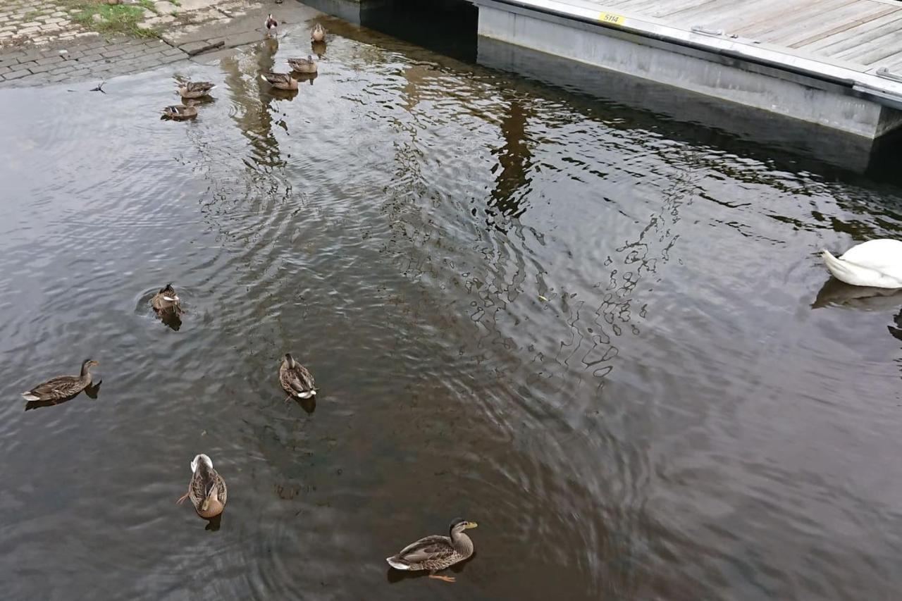 Quartier Calme Sur Le Port De Plaisance Et Le Gr34 Apartman Plérin Kültér fotó